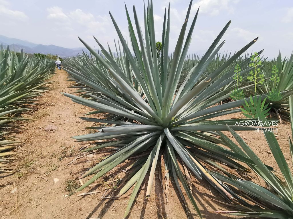 Contacto Venta de Maguey de Oaxaca