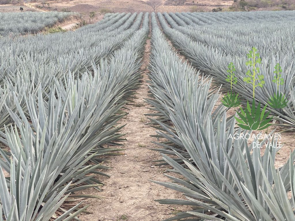 Plantacion de agaves de Oaxaca