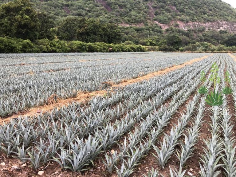 Maguey Espadin Venta de Maguey de Oaxaca